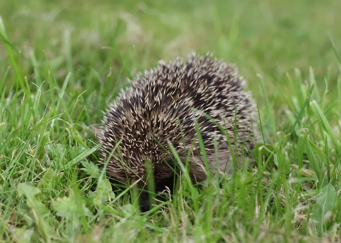 豪斯芭贝尔公寓